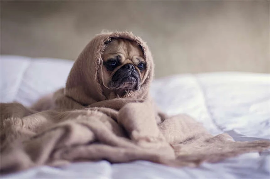Temaril-P per cani: tutto quello che devi sapere sul farmaco per prurito e tosse