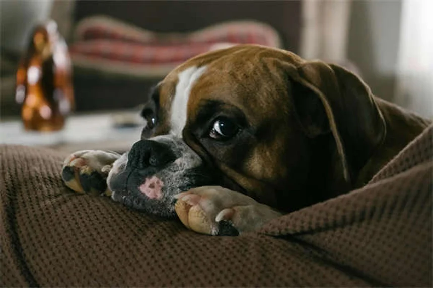 Assicurazione cani: conviene davvero? Scopri la verità!