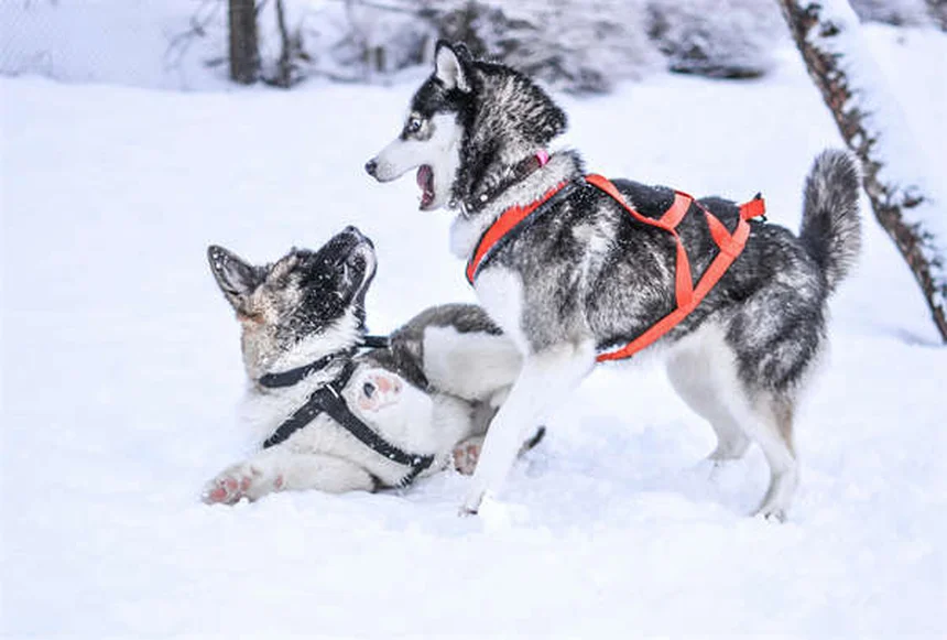 Assicurazione cani: conviene davvero? Scopri la verità!