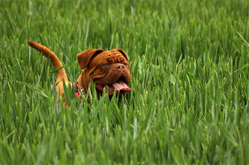Come gestire lo stress quando il tuo cane o gatto è malato cronico
