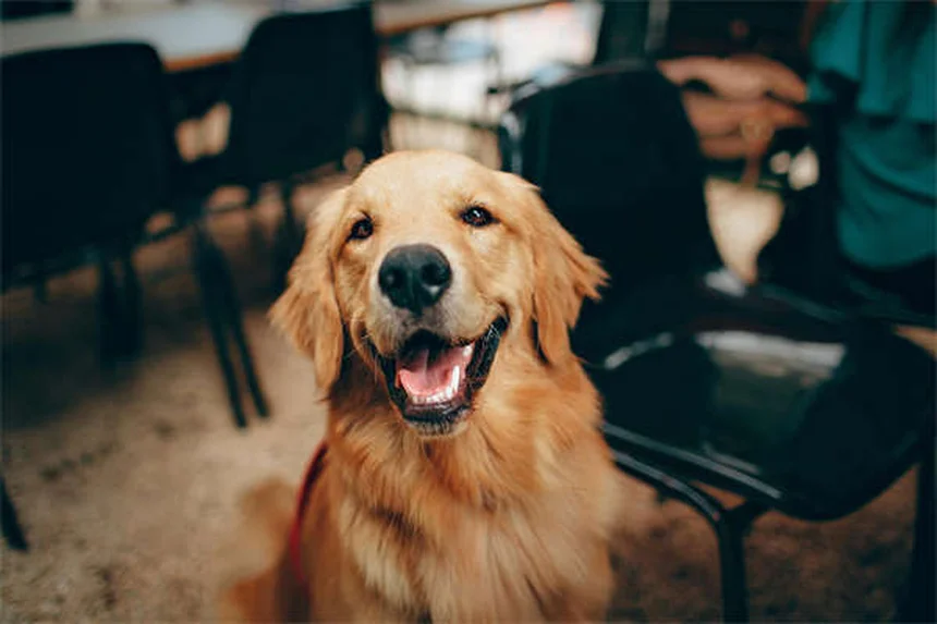 Come gestire lo stress quando il tuo cane o gatto è malato cronico