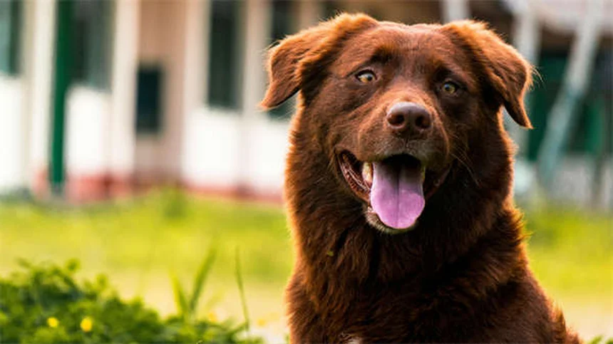 Palma Sago velenosa per cani: sintomi e cosa fare subito
