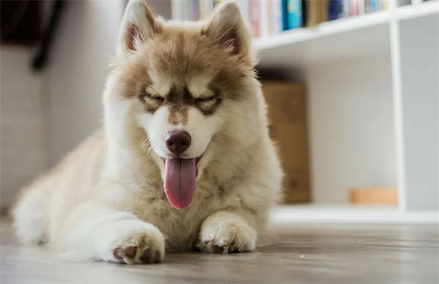 Top 10 razze di cani più popolari nel 2025: guida completa