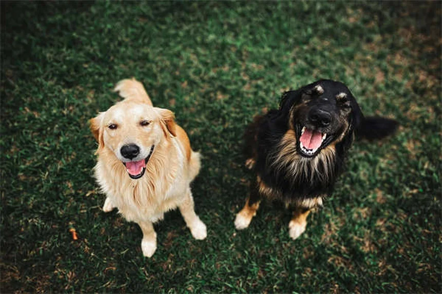 5 Modi Infallibili per Ritrovare il Tuo Animale Domestico Smarrito