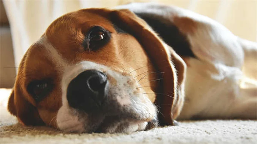 Infezioni oculari nei gattini: sintomi, cure e prevenzione
