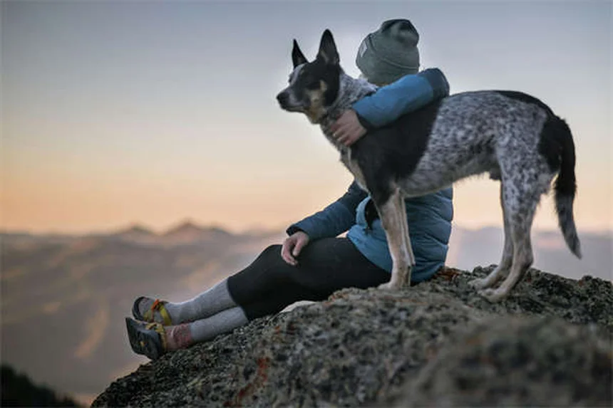 Conigli come animali domestici: guida completa alla scelta e cura