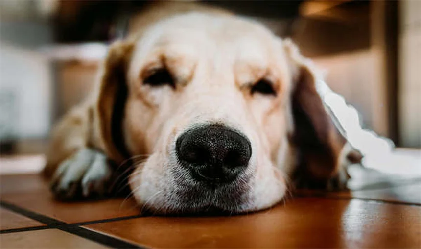 Il tuo cane ha sbalzi d'umore? Scopri le vere cause
