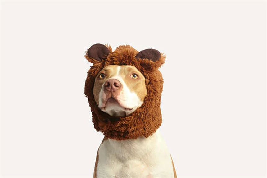 Il tuo cane ha sbalzi d'umore? Scopri le vere cause