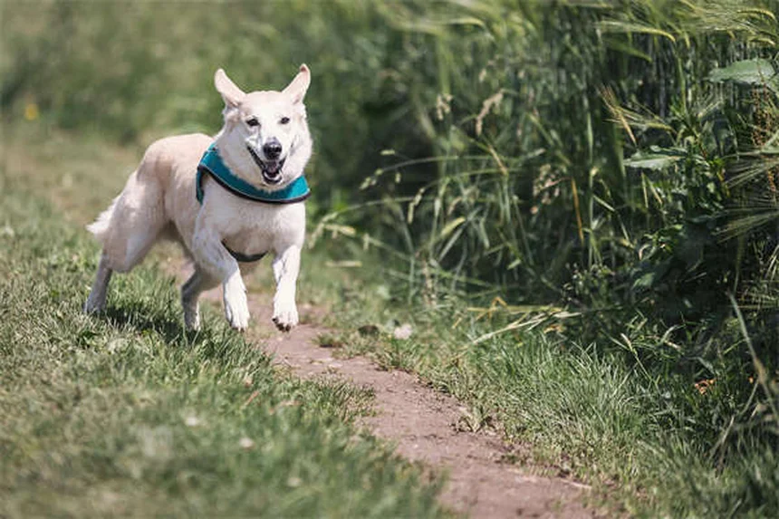 FCE nei cani: sintomi, cause e cura dell'embolia fibrocartilaginea