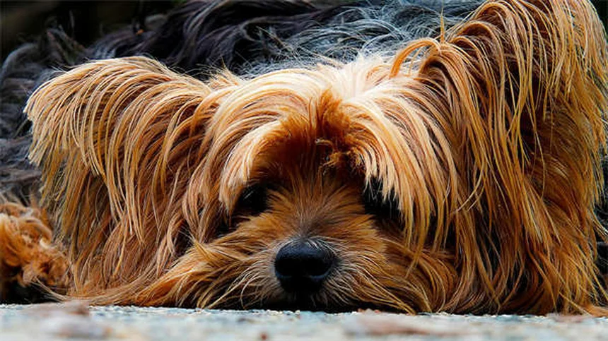 FCE nei cani: sintomi, cause e cura dell'embolia fibrocartilaginea
