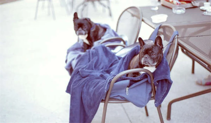 Come rendere la tua casa sicura per il cucciolo: guida completa