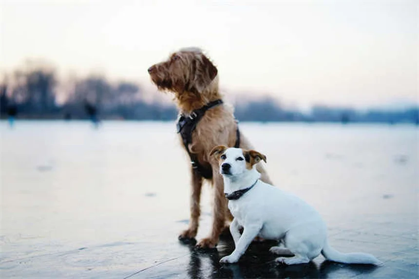 10 modi naturali per calmare un cane ansioso