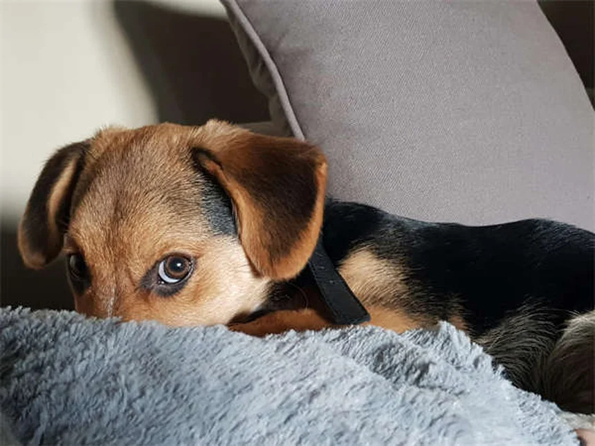 Come legare con il tuo gatto: 11 consigli per un rapporto perfetto