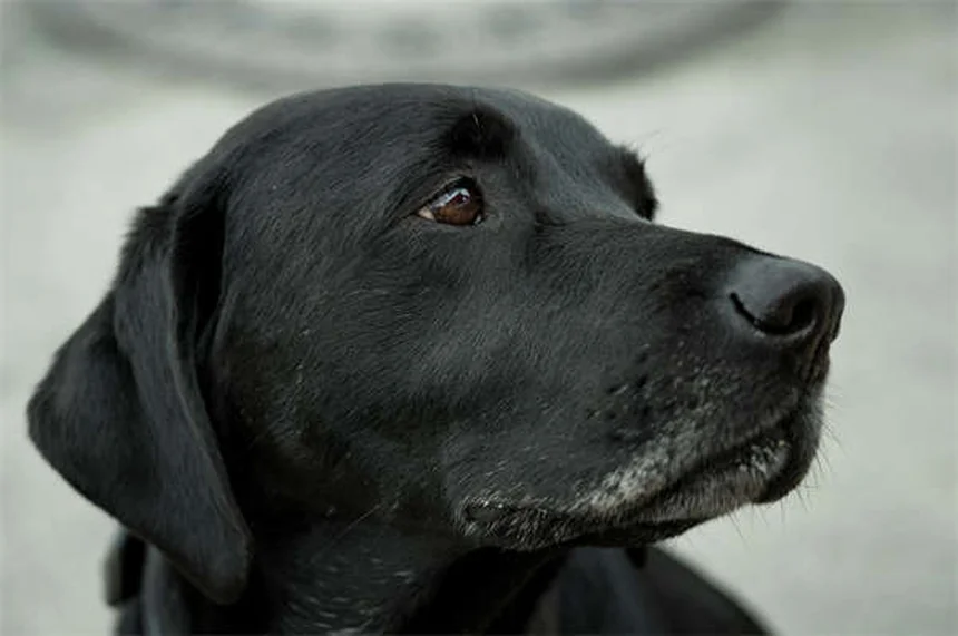 Allergie a cani e gatti: 5 soluzioni efficaci per convivere serenamente