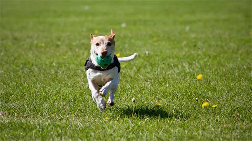 6 Segreti di Toelettatura Canina che il Tuo Groomer Vorrebbe Che Sapessi