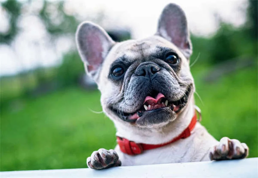 5 errori comuni con il tuo cane che devi evitare subito