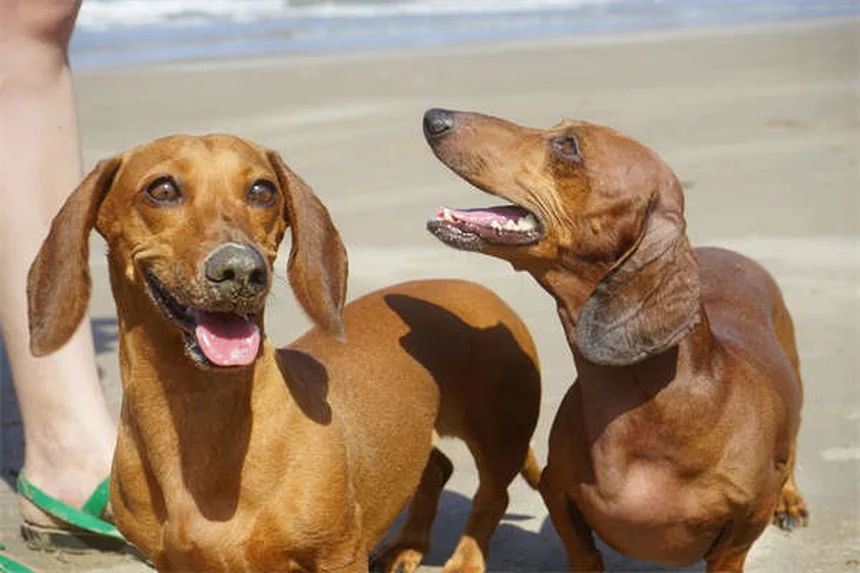 Balcone sicuro per cani e gatti: 5 consigli per proteggerli