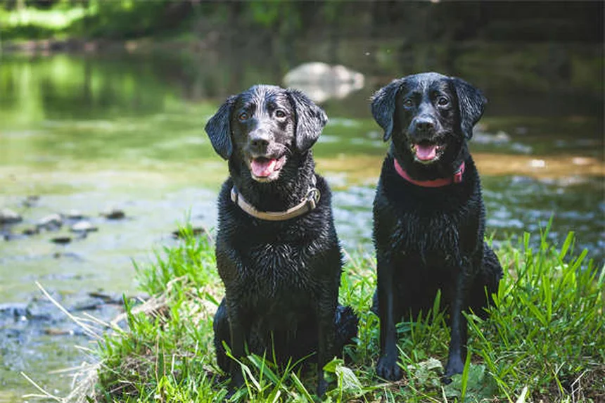 Come portare il cane in bici in sicurezza: guida completa