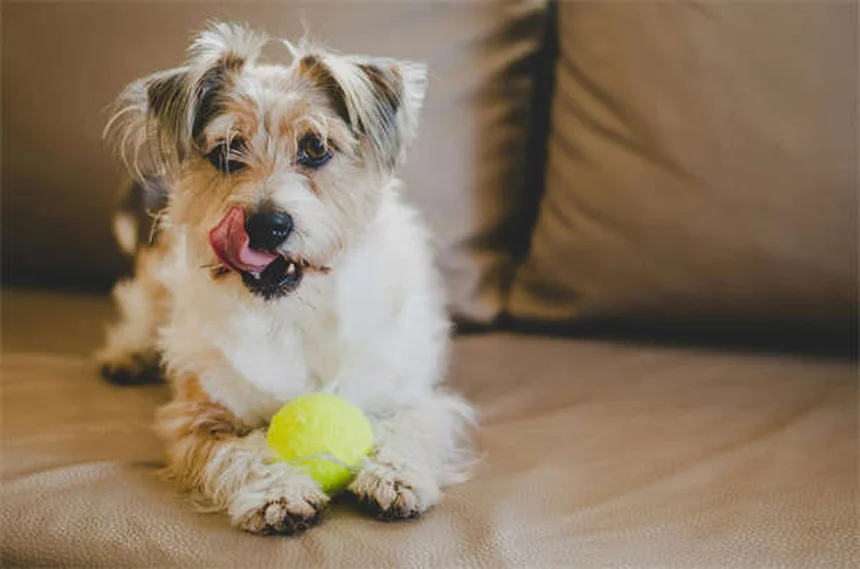 Come portare il cane in bici in sicurezza: guida completa