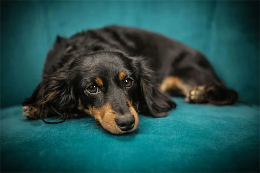 Dog Shaping: Come Addestrare il Tuo Cane con Successo in 5 Passi