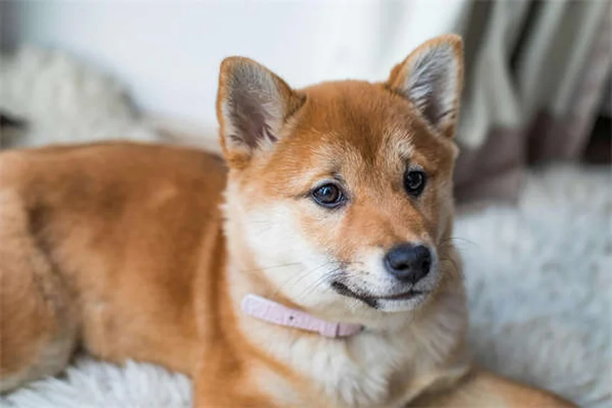 Come insegnare al cane a non saltare: 5 trucchi infallibili