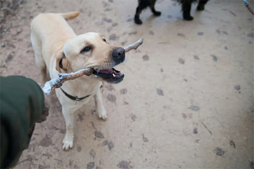 Prodotti per la pulizia tossici per animali: come proteggere i nostri amici pelosi