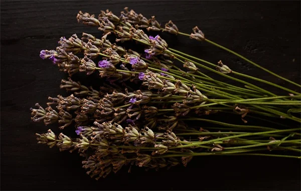 Cachexia nei furetti: sintomi, cause e cure efficaci
