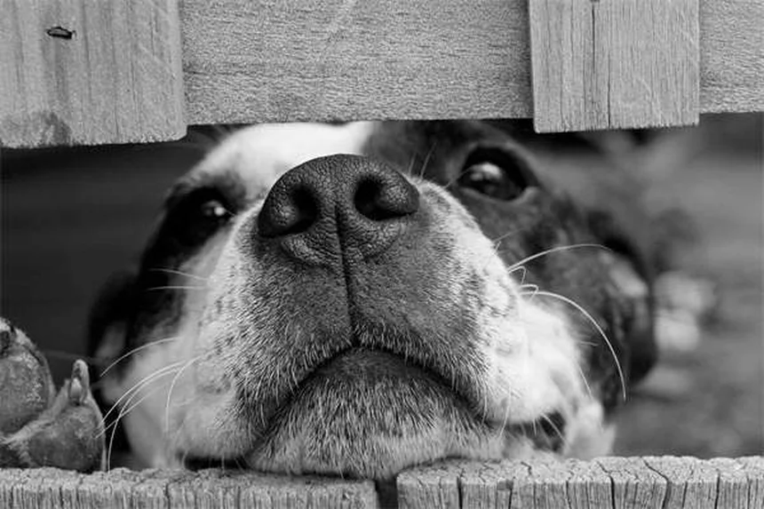 Come addestrare un furetto alla lettiera: guida passo passo