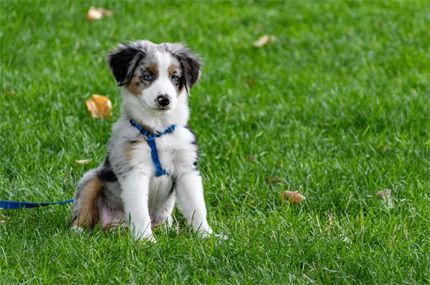 7 errori comuni che distruggono lo spirito del tuo cane