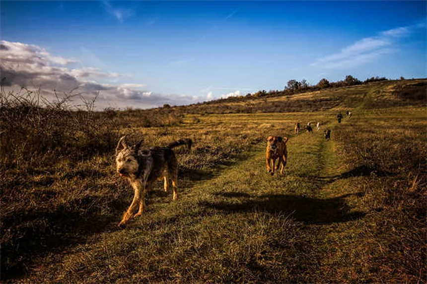 7 errori comuni che distruggono lo spirito del tuo cane