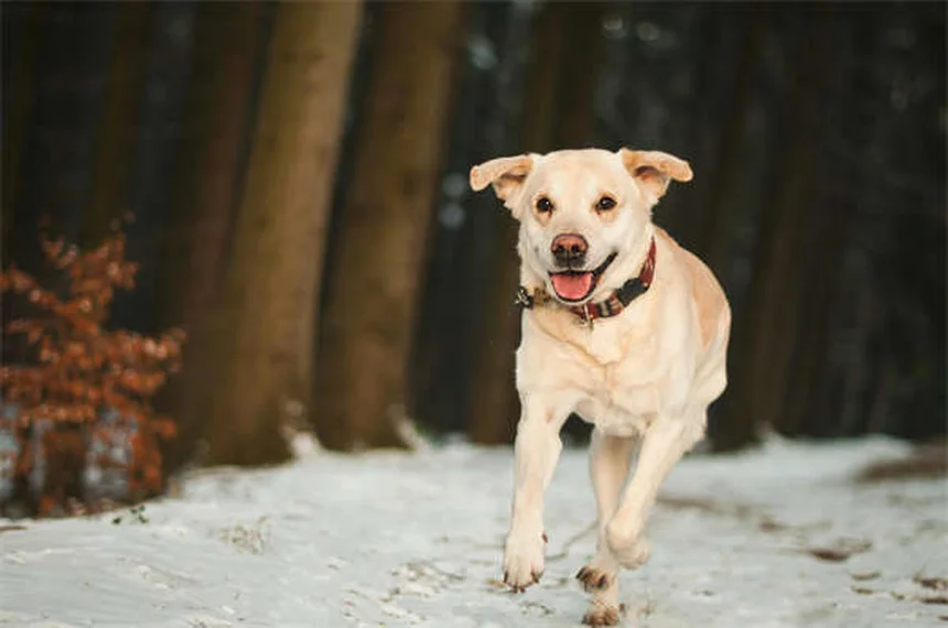 7 errori comuni che distruggono lo spirito del tuo cane