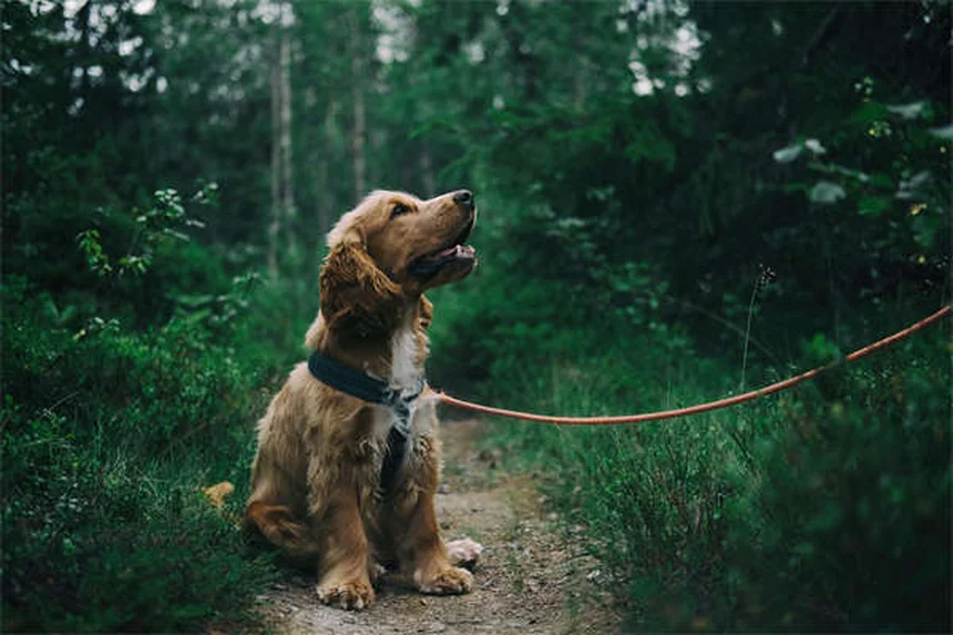 Disidratazione nei cani: sintomi, cause e rimedi immediati