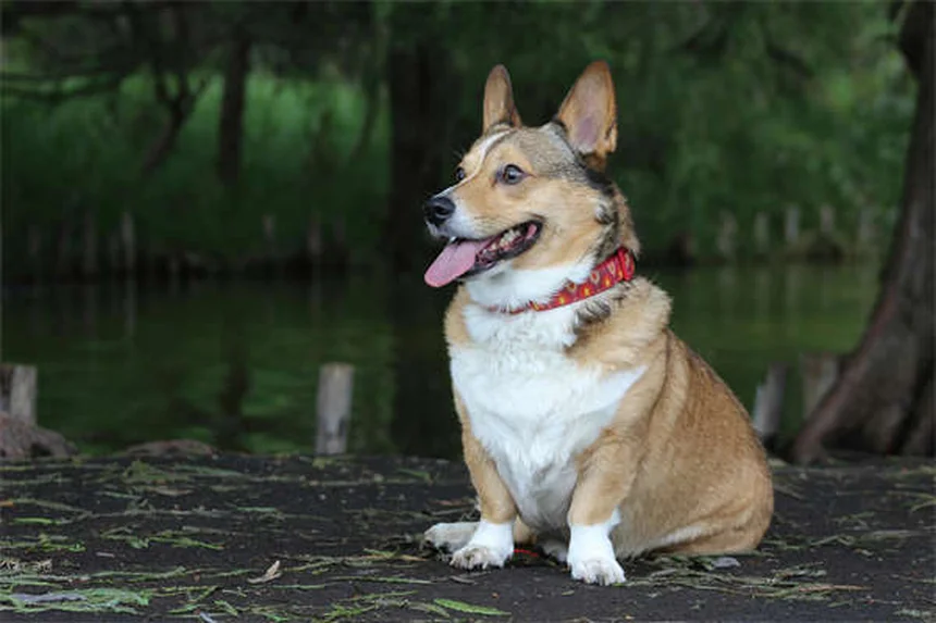 Alito cattivo del cane: 5 cause sorprendenti e come risolverle