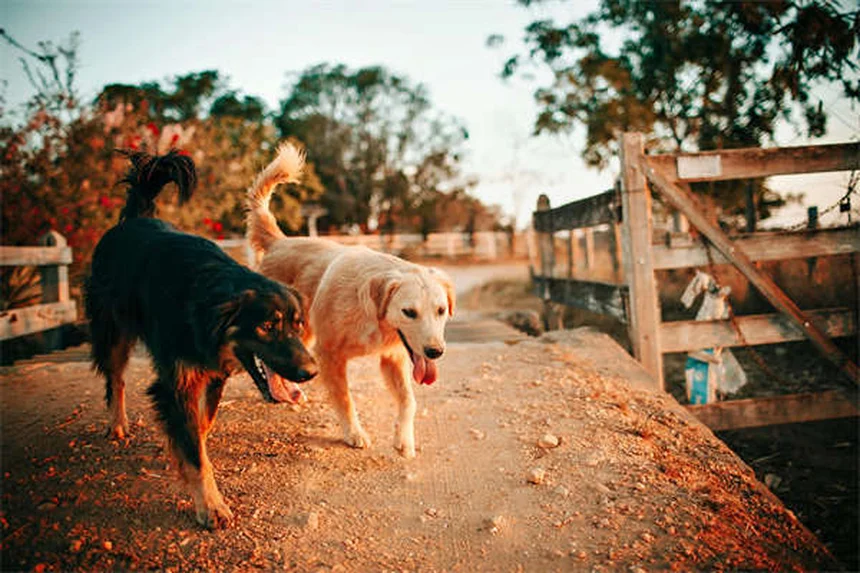 Alito cattivo del cane: 5 cause sorprendenti e come risolverle