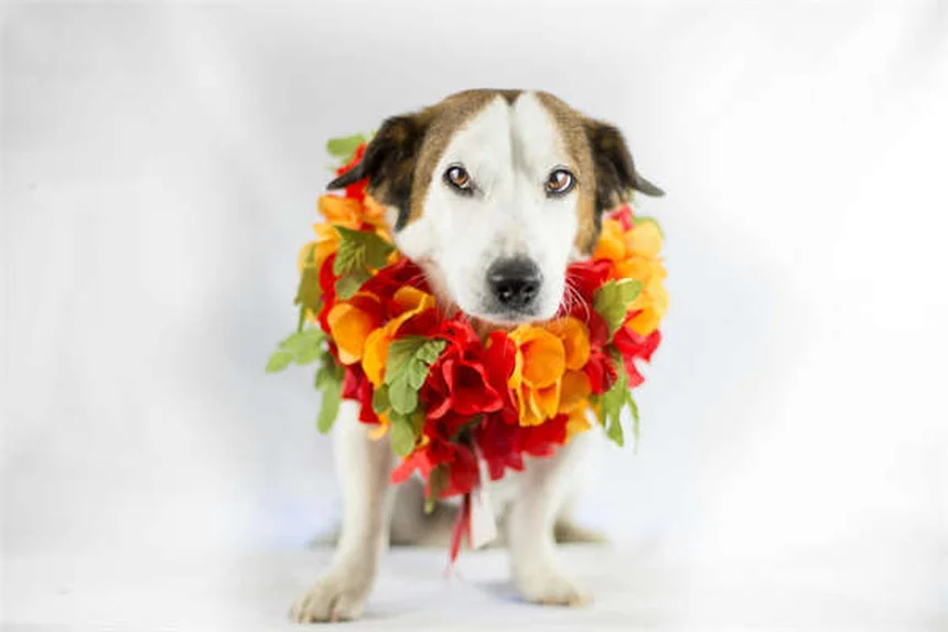 10 Giocattoli Perfetti per il Tuo Cane Anziano: Divertimento Sicuro e Stimolante