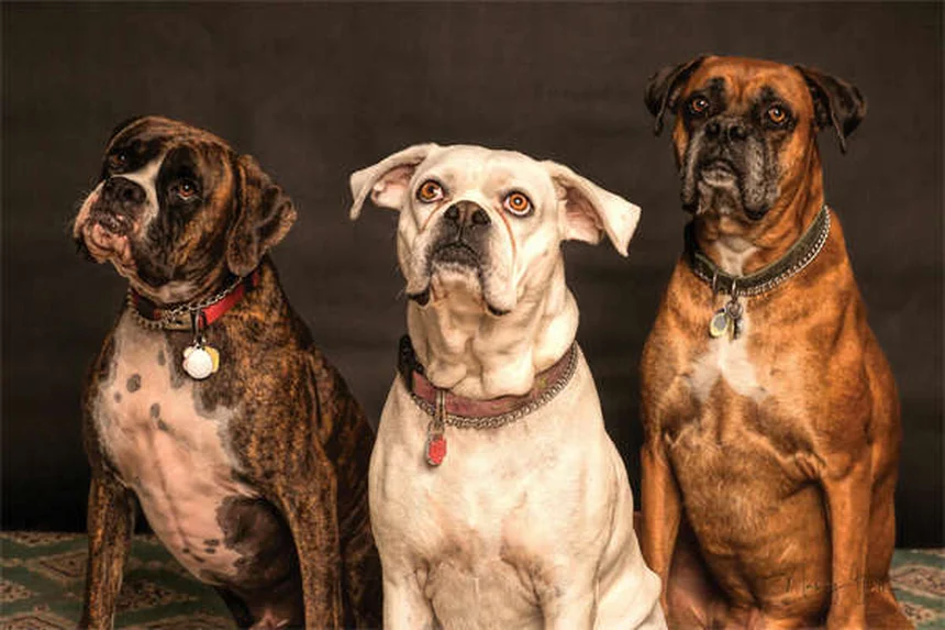 10 Giocattoli Perfetti per il Tuo Cane Anziano: Divertimento Sicuro e Stimolante