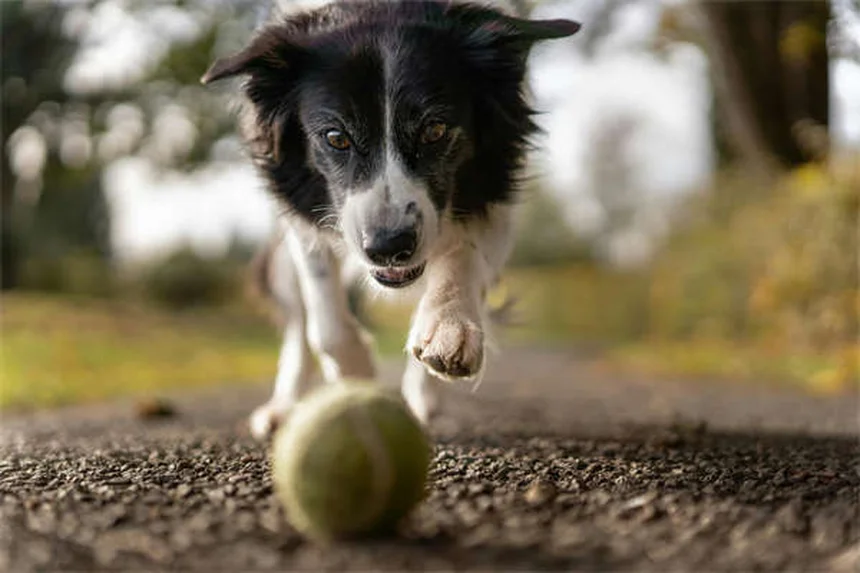 6 Comportamenti del Cucciolo: Cosa Significano e Come Interpretarli