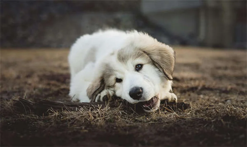 Come proteggere cani e gatti dalle zecche tutto l'anno