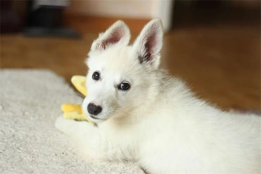 Perché perdere un cane fa più male che perdere un parente? Scoprilo qui