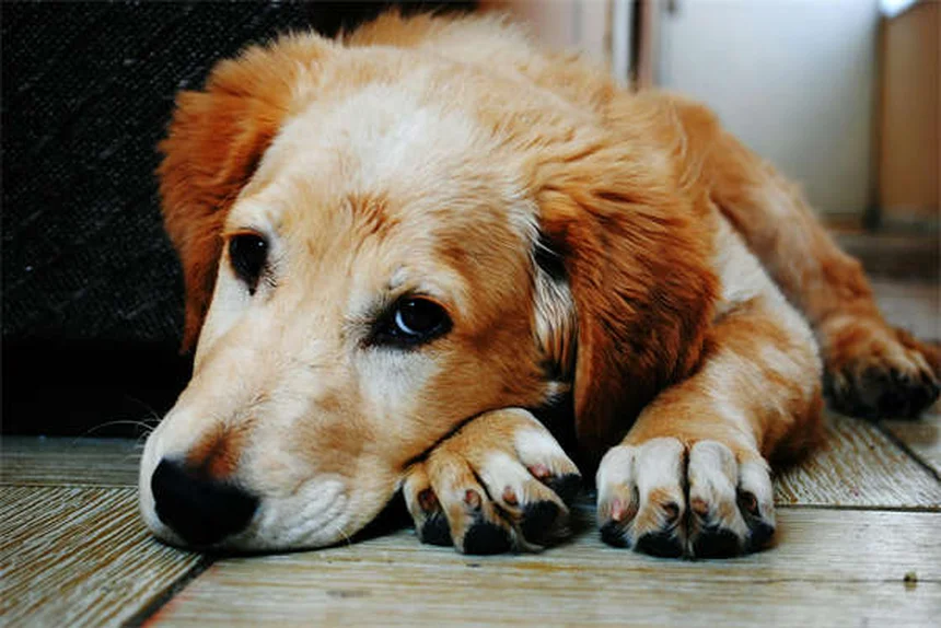 Perché perdere un cane fa più male che perdere un parente? Scoprilo qui